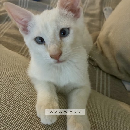 Photo of a cat found in Salon De Provence