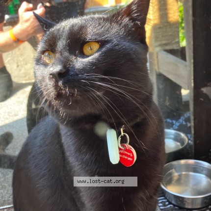 Photo 2/2 Maximus Mischief Cat lost in Victoria
