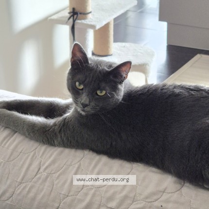 Foto 1/1 Cookie Kat vermist in Vilvorde