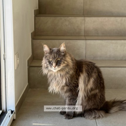 Photo of a cat found in Villerupt