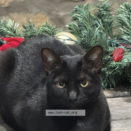 Photo 1/1 Blue Cat lost in El Paso