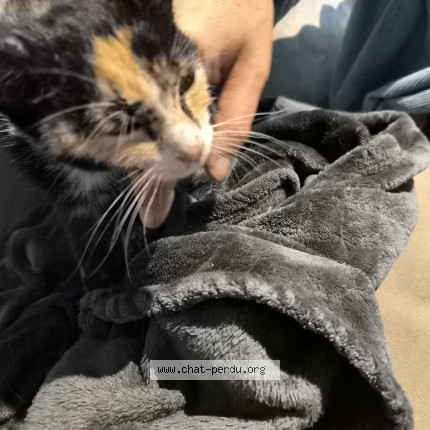 Foto 1/1 Kat gevonden Gevonden in Gilly Charleroi