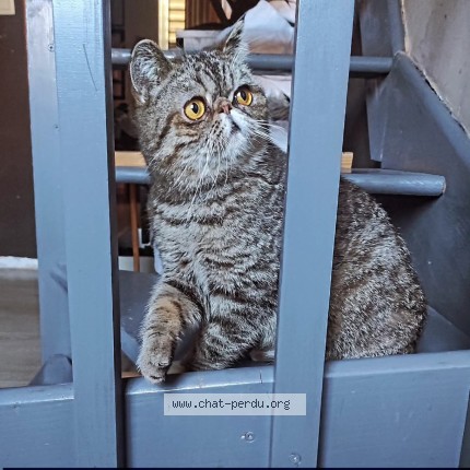 Foto 1/1 Cachou Kat vermist in Herstal