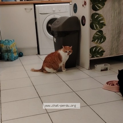 Photo of a cat found in Saint Martin Du Touch
