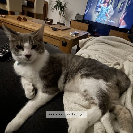 Photo of a cat found in Cressier
