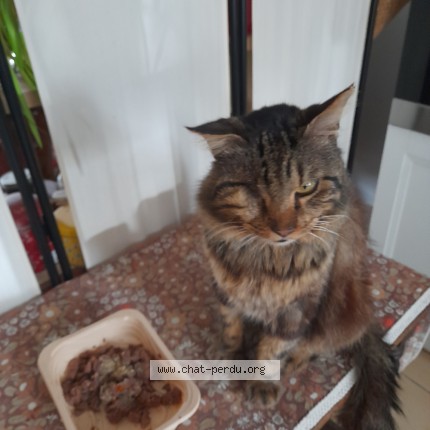 Photo of a cat found in Tarbes