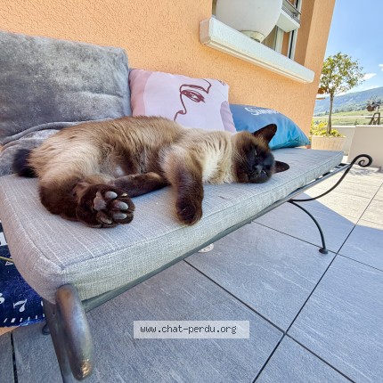 Foto 1/1 Wiedergefundene Katze Verloren in Miege