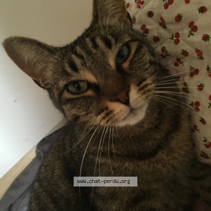 Photo of a cat found in Villemomble