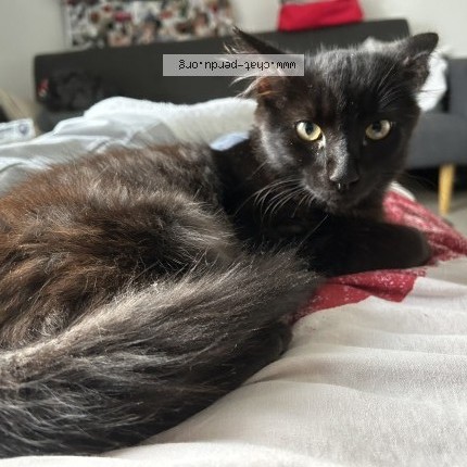 Photo of a cat found in Caen