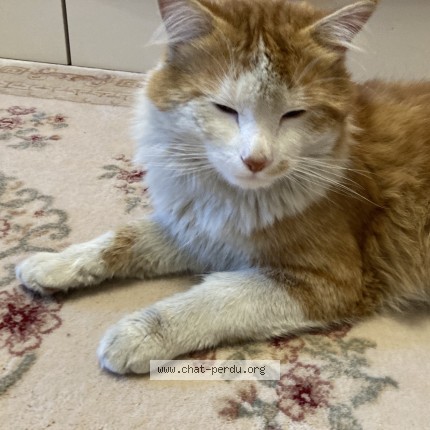 Photo of a cat found in Strasbourg