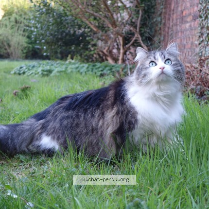 Foto 1/1 Bagmati Kat vermist in Saint Servais