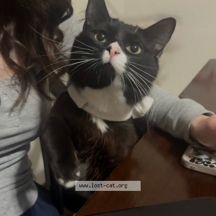 Photo 1/1 Reunited cat Lost in Wolfville