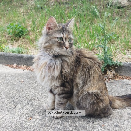 Photo of a cat found in Nimes
