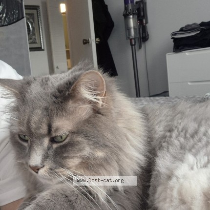 Photo 1/1 Reunited cat Lost in Laval