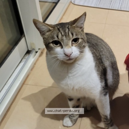 Photo of a cat found in Beaucaire