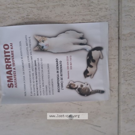 Foto di gatto smarrito a Genova