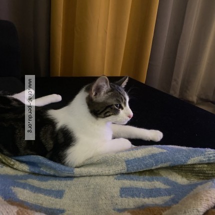 Photo of a cat found in Erstein