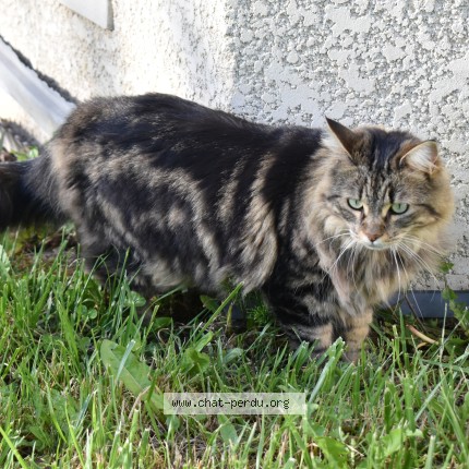 Photo of a cat found in Novalaise