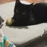 Onyx
