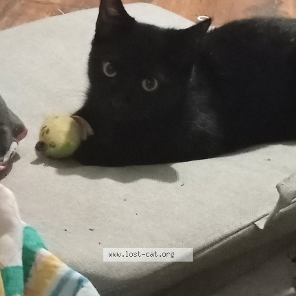 Photo 1/1 Onyx Cat lost in Gloversville