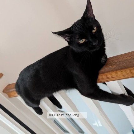 Photo 1/1 Drew Cat lost in Caldicot