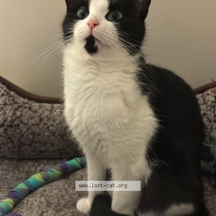 Photo 1/1 Pheobe Cat lost in Edmonton