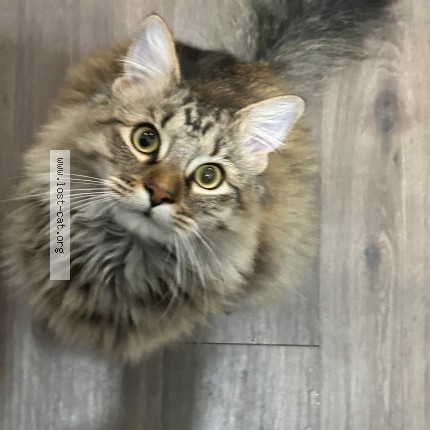 Photo 1/1 Gravel Cat lost in League City