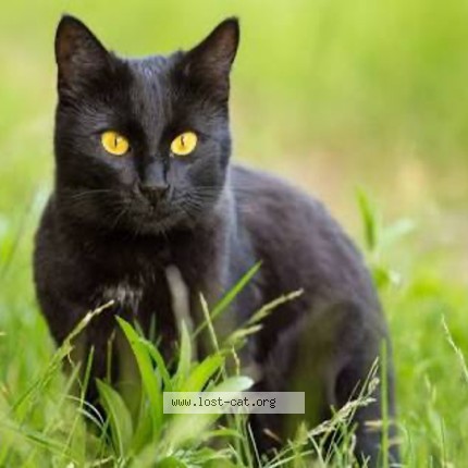 Picture of cat lost at Marietta