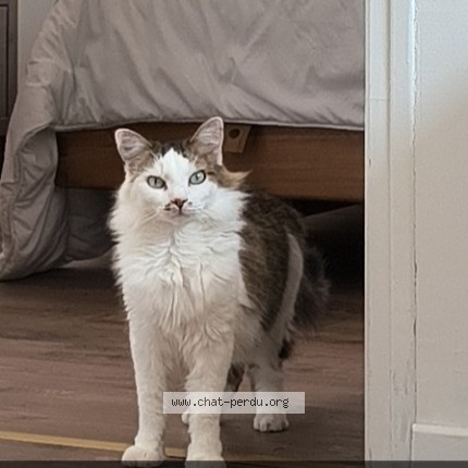 Photo of a cat found in Rosny Sous Bois