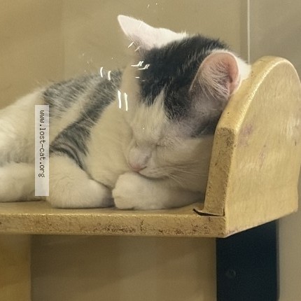 Photo 1/1 Elly may Cat lost in Leander