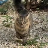 leo