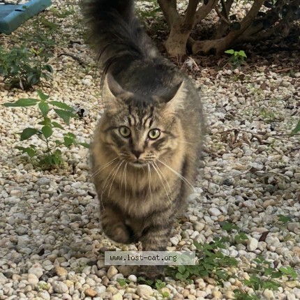 Photo 1/1 leo Cat lost in Chattanooga
