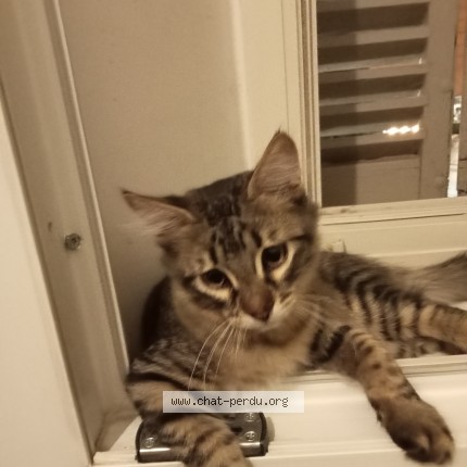 Photo of a cat found in Toulon