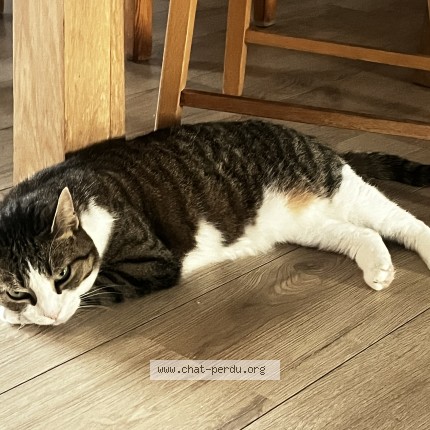 Photo of a cat found in Orleans