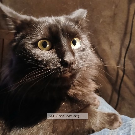 Photo 2/2 Gucci Cat lost in Scottdale