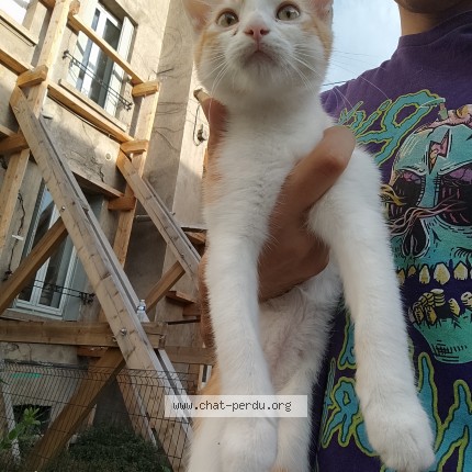 Photo of a cat found in Clermont Ferrand