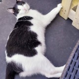 Moumousse