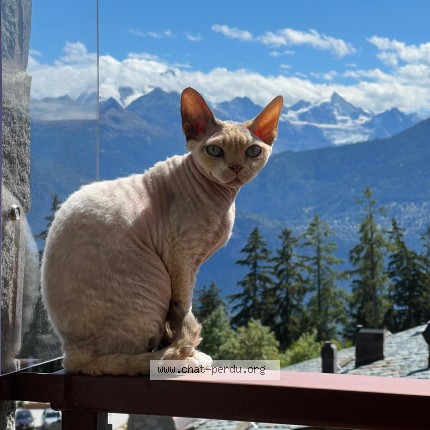Photo of a cat found in Crans Montana