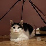 Lusia