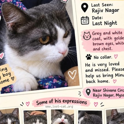Photo 1/1 Minu Cat lost in Mysore