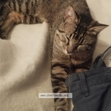 Photo of a cat found in Aix Les Bains