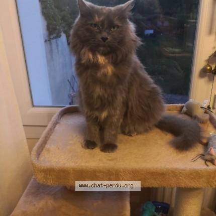 Photo of a cat found in Le Touquet Paris Plage