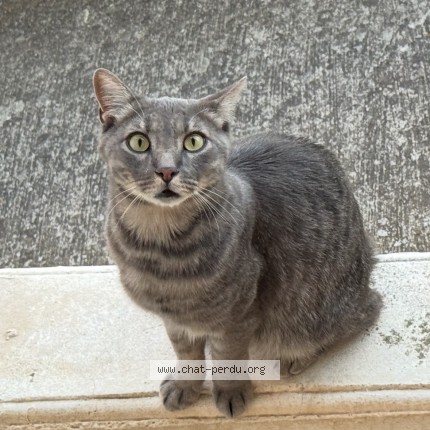 Photo of a cat found in Toulouse
