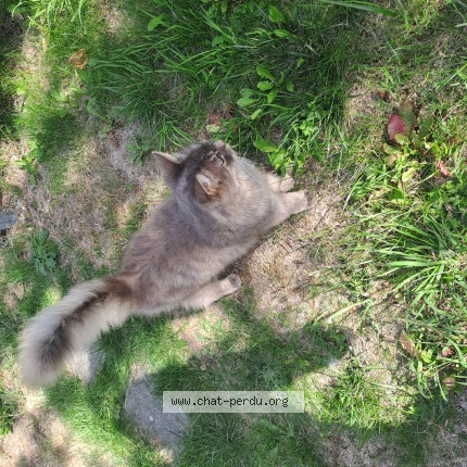 Photo of a cat found in Binche