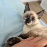 Choupette