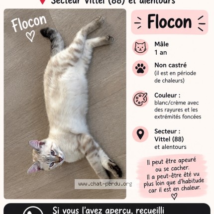 Photo of a cat found in Vittel