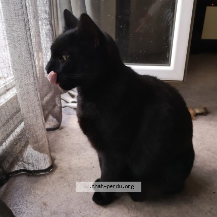 Photo of a cat found in Saint Jean De Braye