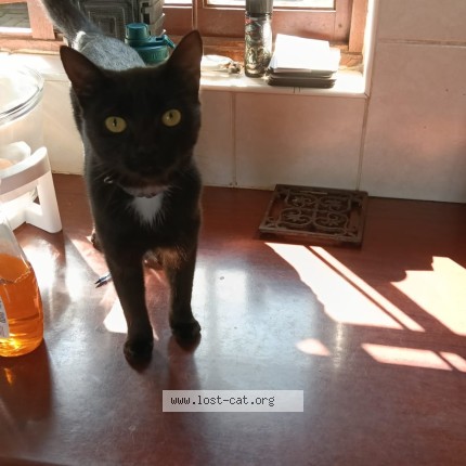 Photo 1/1 Nyx Cat lost in Hilton