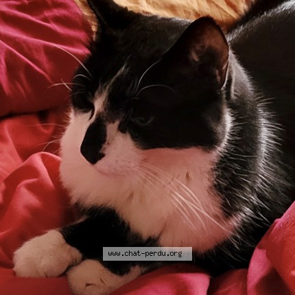 Photo of a cat found in Ermont