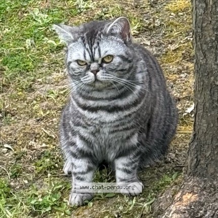 Photo of a cat found in Boulogne Billancourt